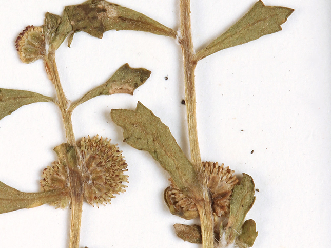Dried-Spreading-sneezeweed-plant