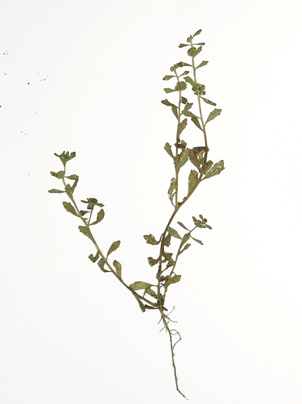 Plant-Illustration-of-Spreading-sneezeweed