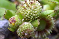 Closer-view-of-flower-of-Spreading-sneezeweed