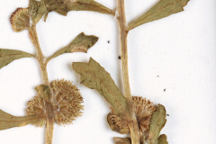 Dried-Spreading-sneezeweed-plant
