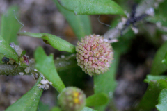 Flower-of-Spreading-sneezeweed