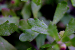 Leaves-of-Spreading-sneezeweed