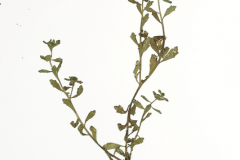 Plant-Illustration-of-Spreading-sneezeweed