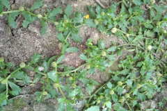 Spreading-sneezeweed-plant-growing-wild