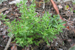 Whole-Spreading-sneezeweed-plant