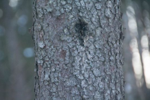 Bark-of-Spruce tree