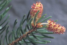 Flowers-of-Spruce tree