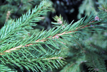 Leaves-of-Spruce tree