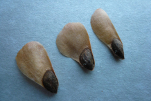 Seeds-of-Spruce tree
