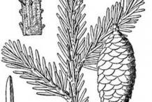 Sketch-of-Spruce tree