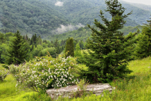 Small-Spruce-Plant