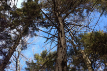 Spruce-Plant