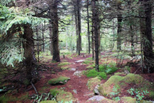Spruce-Plants-growing-wild