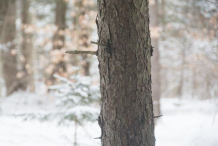 Trunk-of-Spruce-tree