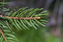Twig-showing-attachment-of-needles