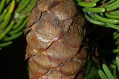 Mature-fruit-of-Spruce tree