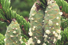 Unripe-fruits-of-Spruce