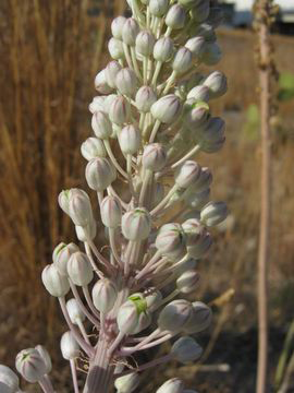 Buds-of-Squill-plant