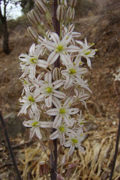 Flower-of-Squill