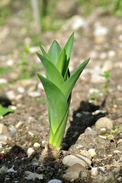 Small-Squill-plant