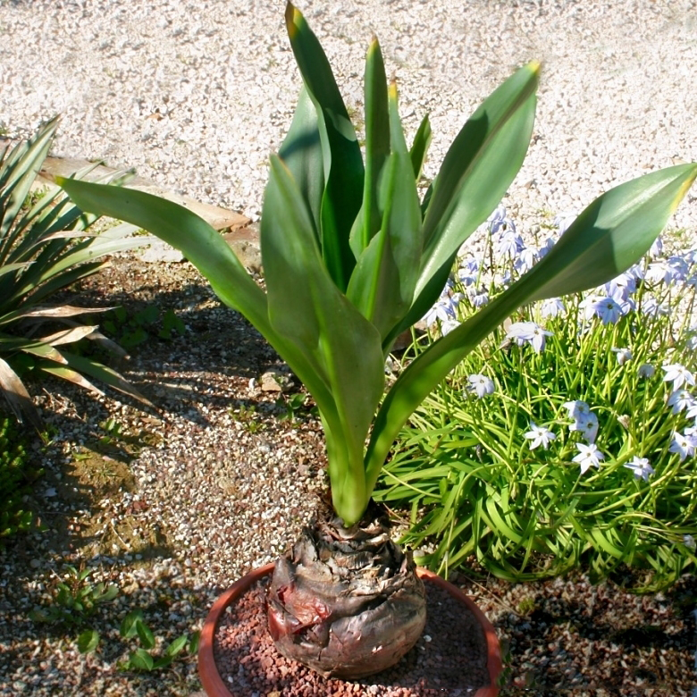 Squill-Plant-on-the-pot