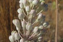 Buds-of-Squill-plant
