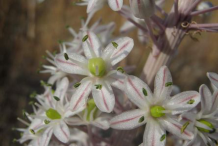 Closer-view-of-Squill-flower