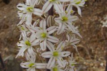 Flower-of-Squill
