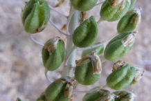 Fruit-of-Squill-plant
