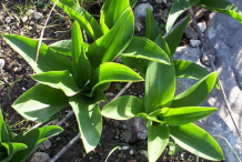 Leaves-of-Squill-plant