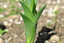 Small-Squill-plant