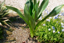 Squill-Plant-on-the-pot
