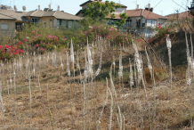 Squill-growing-on-the-ward