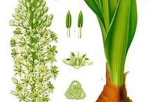 Squill-plant-Illustration