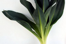 Whole-Squill-plant
