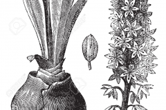 Sketch-of-Squill-plant