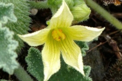 Close-up-flower