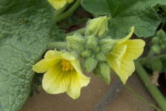 Flower-buds