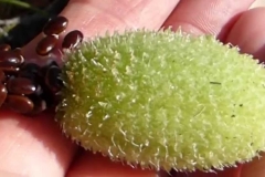 Squirting-cucumber-seeds