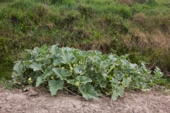 Whole-plant