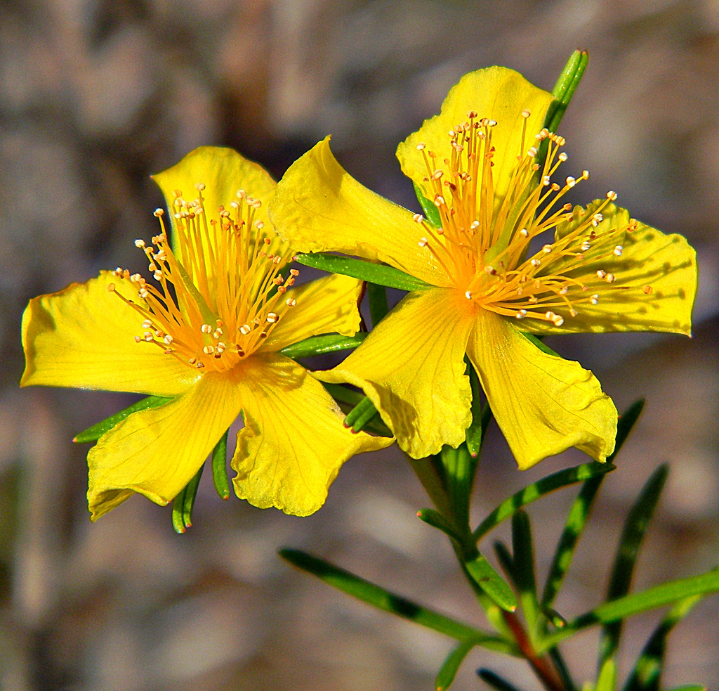 Top 104+ Images pictures of st john’s wort Latest