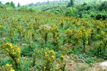 St.-John's-wort-farm-goatweed
