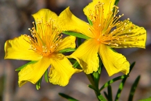 St.-John's-wort-flower-Millepertuis