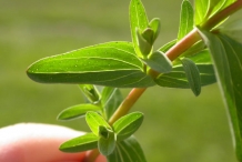 St.-John's-wort-leaves-Tipton Weed
