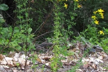 St.-John's-wort-plant-Tiptonweed