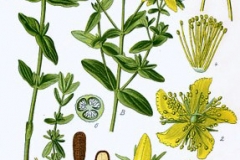 St.-John's-wort-illustration-SJW