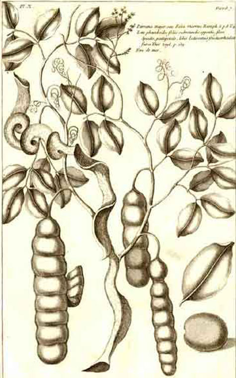 Plant-Illustration-of-St.-Thomas-bean