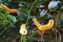 Flowers-of-St.-Thomas-bean