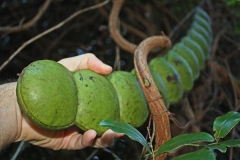 Immature-fruit-of-St.-Thomas-bean