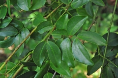 Leaves-of-St.-Thomas-bean
